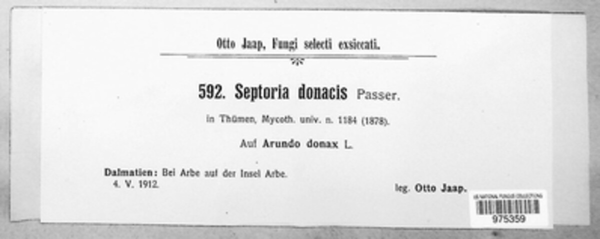 Pseudoseptoria donacis image